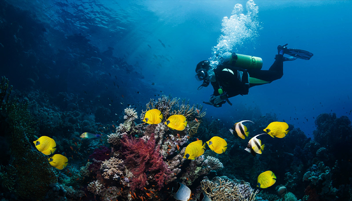 Scuba Diving Prices in Turkey 2023 Scuba Diving Prices in Turkey 2023