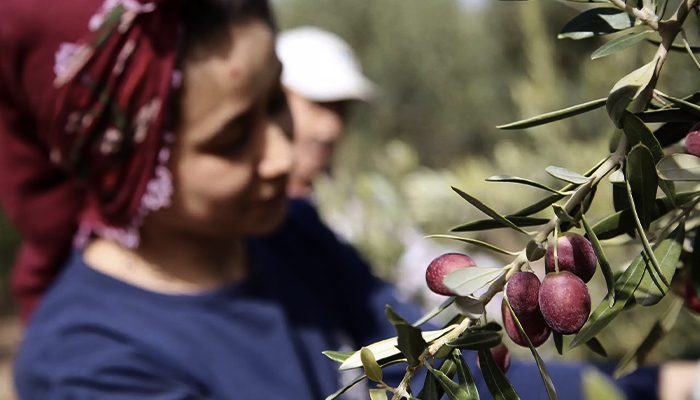 Experiencing Turkey's Famous Olive and Olive Oil Industry in 2024 Experiencing Turkey's Famous Olive and Olive Oil Industry in 2024