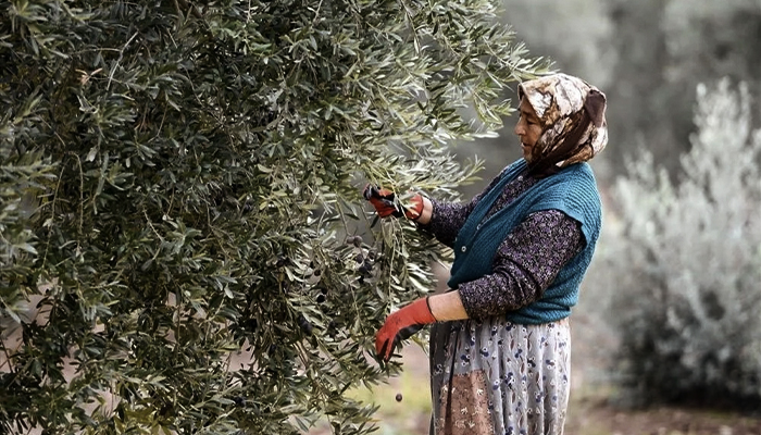 Experiencing Turkey's Famous Olive and Olive Oil Industry in 2024 Experiencing Turkey's Famous Olive and Olive Oil Industry in 2024